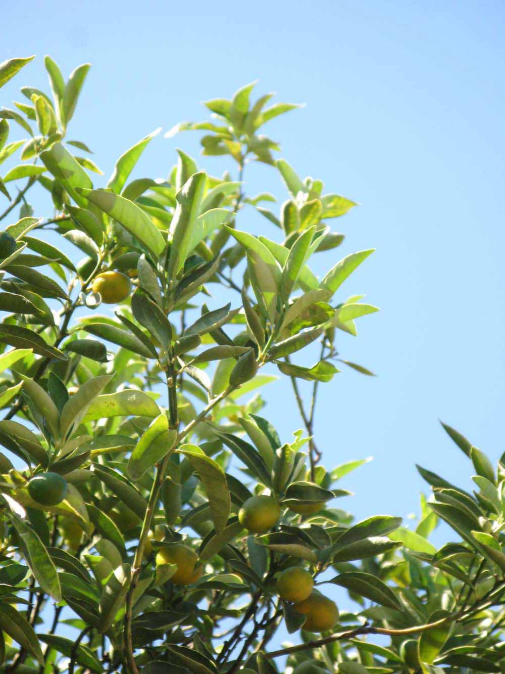              Sun leaves (Winter Haven, FL)       